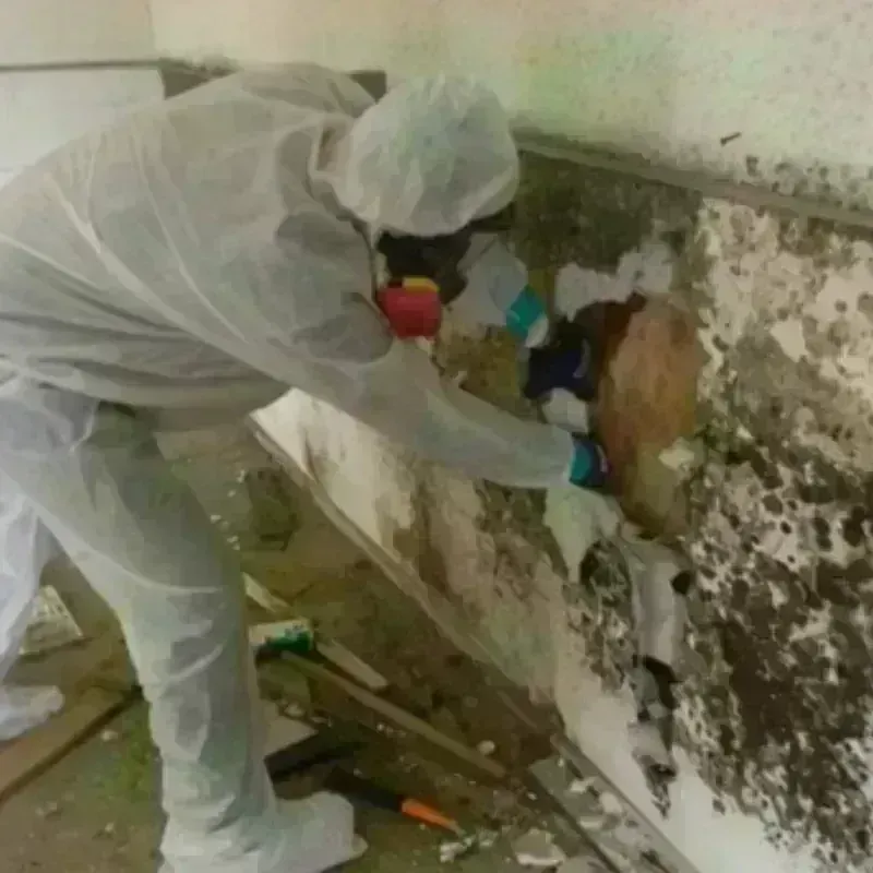 Mold Remediation and Removal in Holland, OH